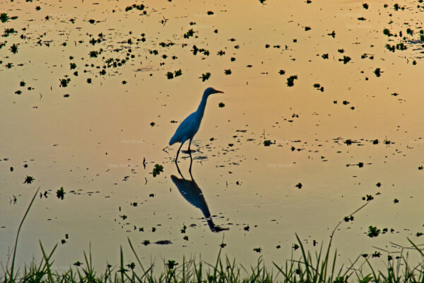 photo photographie oiseau faune coucher de soleil bali indonésie