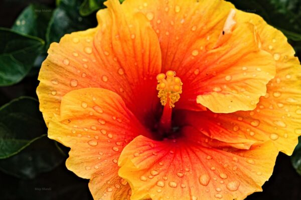 fleur pluie vietnam flore écologie photo photographie