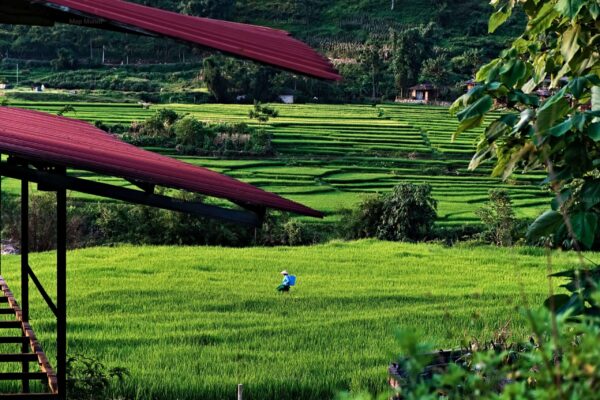 rizières sapa travail agriculture champs asie vietnam photo photographie