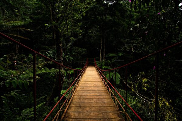 jungle pont asie free indonésie photo photographie